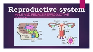Reproductive system
MALE AND FEMALE REPRODUCTIVE
SYSTEM
 