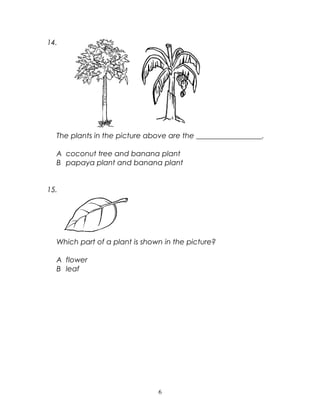 14.
The plants in the picture above are the __________________.
A coconut tree and banana plant
B papaya plant and banana plant
15.
Which part of a plant is shown in the picture?
A flower
B leaf
6
 