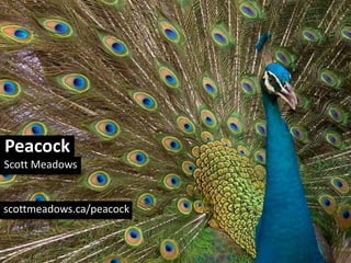 Peacock Scott Meadows scottmeadows.ca/peacock 