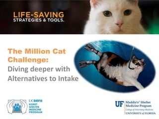 The Million Cat
Challenge:
Diving deeper with
Alternatives to Intake
 
