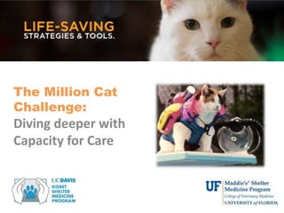 The Million Cat
Challenge:
Diving deeper with
Capacity for Care
 