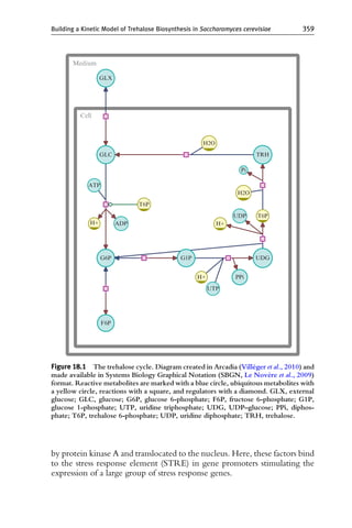 Building kinetic model of Trehalose | PDF