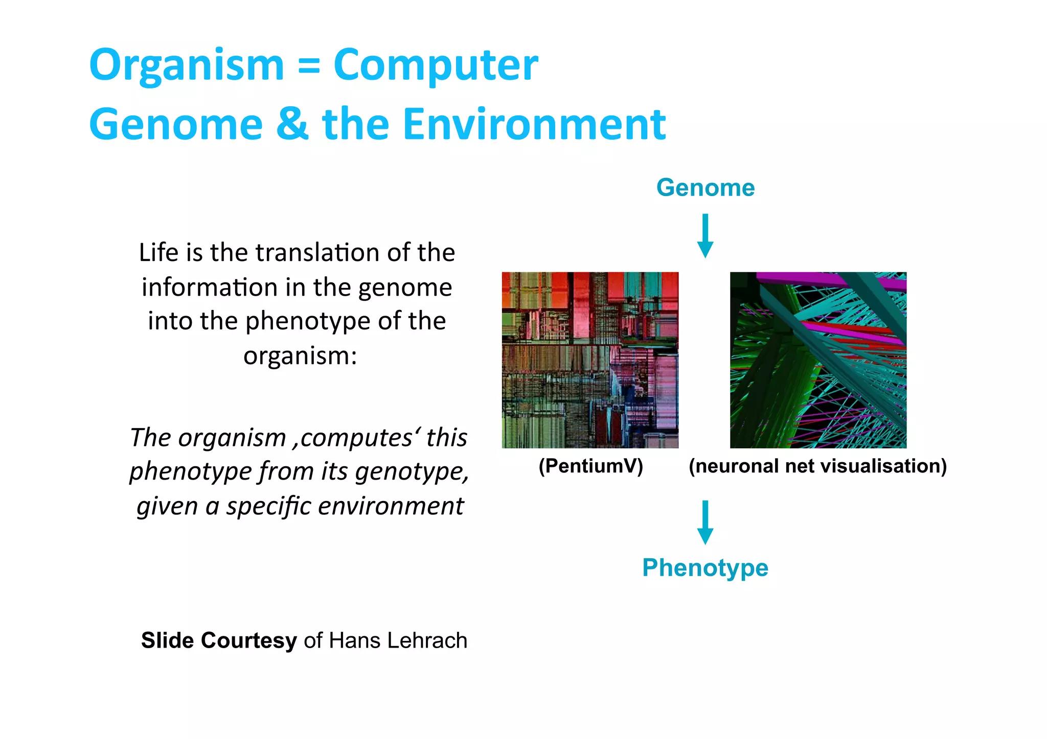 Life	
  is	
  the	
  transla-on	
  of	
  the	
  
informa-on	
  in	
  the	
  genome	
  
into	
  the	
  phenotype	
  of	
  the	
  
organism:	
  
The	
  organism	
  ‚computes‘	
  this	
  
phenotype	
  from	
  its	
  genotype,	
  
given	
  a	
  speciﬁc	
  environment	
  
(PentiumV) (neuronal net visualisation)
Genome
Phenotype
Organism	
  =	
  Computer	
  
Genome	
  &	
  the	
  Environment	
  
Slide Courtesy of Hans Lehrach
 