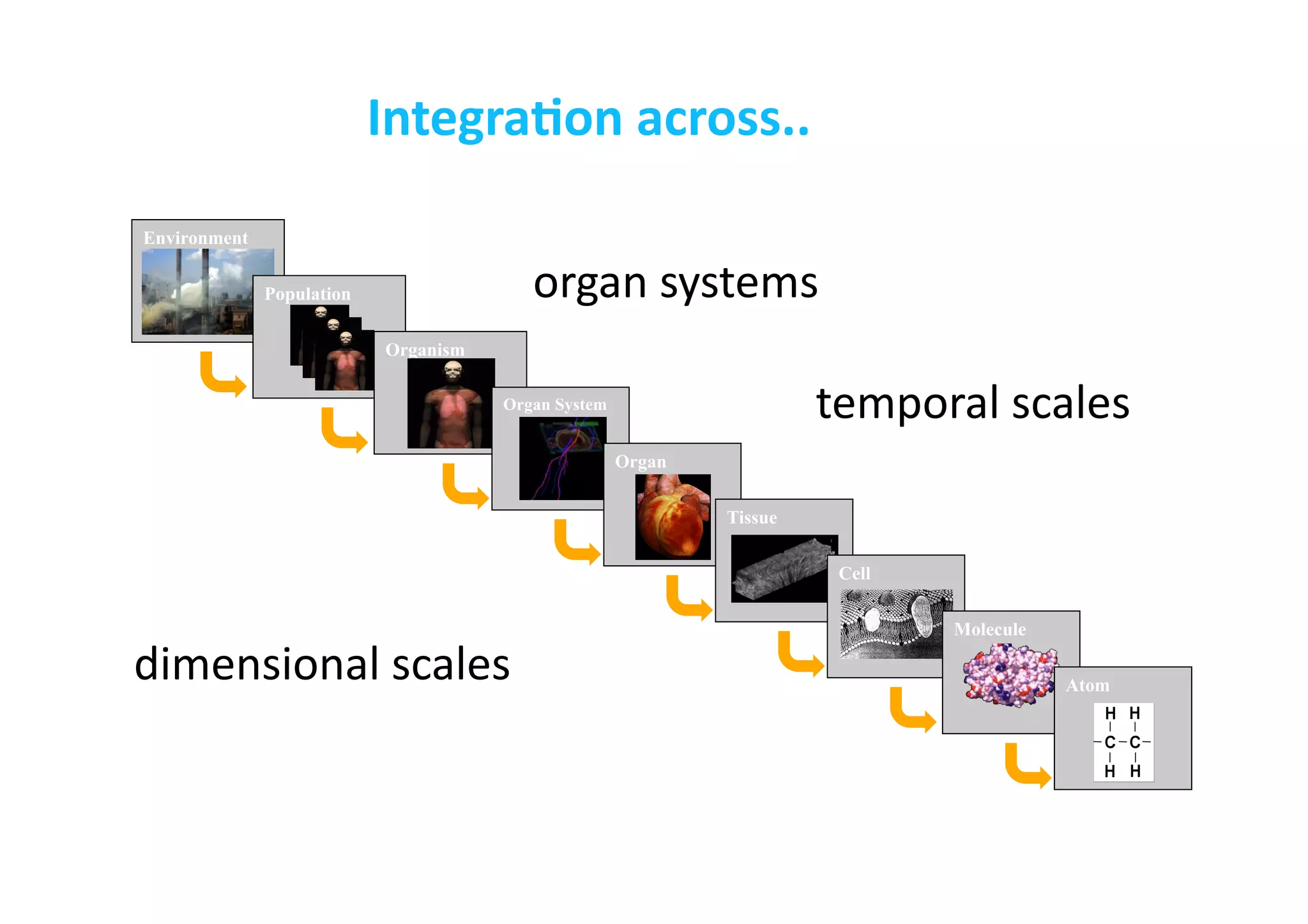 Environment
Population
dimensional	
  scales	
  
temporal	
  scales	
  
Organism
Organ System
Organ
Tissue
Cell
Molecule
Atom
IntegraLon	
  across..	
  
organ	
  systems	
  
 