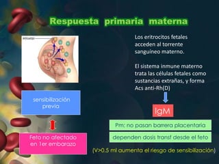 Respuesta primaria materna
•
Los eritrocitos fetales
acceden al torrente
sanguíneo materno.
El sistema inmune materno
trata las células fetales como
sustancias extrañas, y forma
Acs anti-Rh(D)
sensibilización
previa
Feto no afectado
en 1er embarazo
Pm: no pasan barrera placentaria
dependen dosis transf desde el feto
(V>0.5 ml aumenta el riesgo de sensibilización)
IgM
 