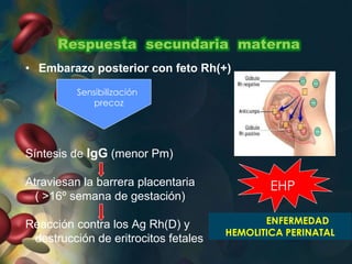 Respuesta secundaria materna
• Embarazo posterior con feto Rh(+)
Síntesis de IgG (menor Pm)
Atraviesan la barrera placentaria
( >16º semana de gestación)
Reacción contra los Ag Rh(D) y
destrucción de eritrocitos fetales
Sensibilización
precoz
EHP
ENFERMEDAD
HEMOLITICA PERINATAL
 