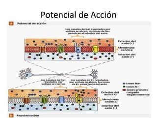 Potencial de Acción
 