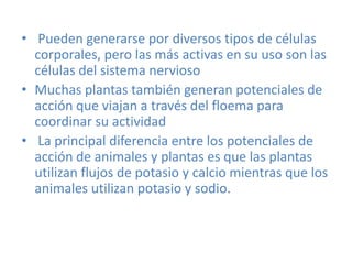 • Pueden generarse por diversos tipos de células
  corporales, pero las más activas en su uso son las
  células del sistema nervioso
• Muchas plantas también generan potenciales de
  acción que viajan a través del floema para
  coordinar su actividad
• La principal diferencia entre los potenciales de
  acción de animales y plantas es que las plantas
  utilizan flujos de potasio y calcio mientras que los
  animales utilizan potasio y sodio.
 