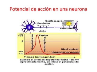 Potencial de acción en una neurona
 