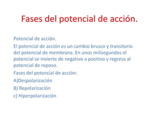 Fases del potencial de acción.
Potencial de acción.
El potencial de acción es un cambio brusco y transitorio
del potencial de membrana. En unos milisegundos el
potencial se invierte de negativo a positivo y regresa al
potencial de reposo.
Fases del potencial de acción:
A)Despolarización
B) Repolarización
c) Hiperpolarización
 