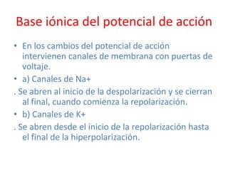 Base iónica del potencial de acción
• En los cambios del potencial de acción
   intervienen canales de membrana con puertas de
   voltaje.
• a) Canales de Na+
. Se abren al inicio de la despolarización y se cierran
   al final, cuando comienza la repolarización.
• b) Canales de K+
. Se abren desde el inicio de la repolarización hasta
   el final de la hiperpolarización.
 