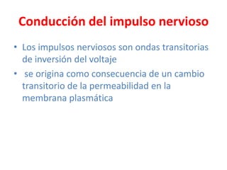 Conducción del impulso nervioso
• Los impulsos nerviosos son ondas transitorias
  de inversión del voltaje
• se origina como consecuencia de un cambio
  transitorio de la permeabilidad en la
  membrana plasmática
 