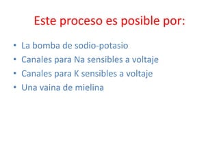 Este proceso es posible por:
•   La bomba de sodio-potasio
•   Canales para Na sensibles a voltaje
•   Canales para K sensibles a voltaje
•   Una vaina de mielina
 