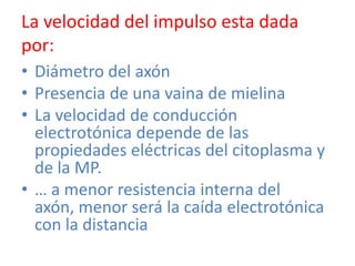 La velocidad del impulso esta dada
por:
• Diámetro del axón
• Presencia de una vaina de mielina
• La velocidad de conducción
  electrotónica depende de las
  propiedades eléctricas del citoplasma y
  de la MP.
• … a menor resistencia interna del
  axón, menor será la caída electrotónica
  con la distancia
 