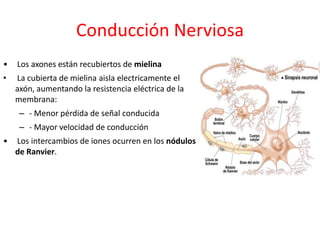 Conducción Nerviosa
•   Los axones están recubiertos de mielina
•   La cubierta de mielina aisla electricamente el
    axón, aumentando la resistencia eléctrica de la
    membrana:
     – - Menor pérdida de señal conducida
     – - Mayor velocidad de conducción
•   Los intercambios de iones ocurren en los nódulos
    de Ranvier.
 