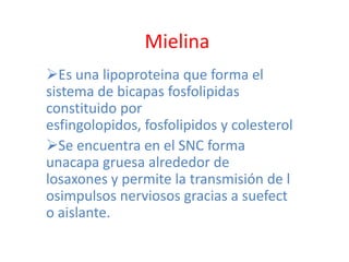 Mielina
Es una lipoproteina que forma el
sistema de bicapas fosfolipidas
constituido por
esfingolopidos, fosfolipidos y colesterol
Se encuentra en el SNC forma
unacapa gruesa alrededor de
losaxones y permite la transmisión de l
osimpulsos nerviosos gracias a suefect
o aislante.
 