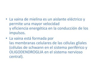• La vaina de mielina es un aislante eléctrico y
  permite una mayor velocidad
  y eficiencia energética en la conducción de los
  impulsos.
• La vaina está formada por
  las membranas celulares de las células gliales
  (células de schwann en el sistema periférico y
  OLIGODENDROGLIA en el sistema nervioso
  central).
 