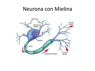 Neurona con Mielina
 