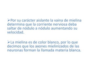 Por su carácter aislante la vaina de mielina
determina que la corriente nerviosa deba
saltar de nódulo a nódulo aumentando su
velocidad.

La mielina es de color blanco, por lo que
decimos que los axones mielinizados de las
neuronas forman la llamada materia blanca.
 