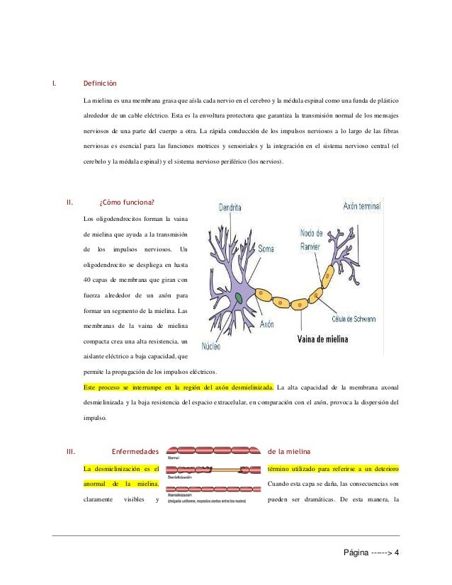 mielina alimentos mielina mielina alimentos mielina