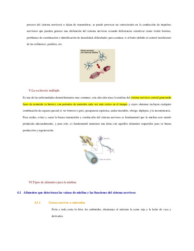 mielina alimentos la mielina mielina alimentos la mielina