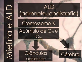MielinaeALD ALD
(adrenoleucodistrofia)
Cromossomo X
Acúmulo de C24 e
C26
CérebroGlândulas
adrenaisAlunos: Davi T., Erick D. Gabriel T., Paulo Z.,
Vinícius M.
 
