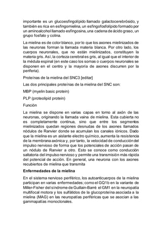 importante es un glucoesfingolípido llamado galactocerebrósido, y
también es rica en esfingomielina, un esfingofosfolípido formado por
un aminoalcohol llamado esfingosina,una cadena de ácido graso, un
grupo fosfato y colina.
La mielina es de color blanco, por lo que los axones mielinizados de
las neuronas forman la llamada materia blanca. Por otro lado, los
cuerpos neuronales, que no están mielinizados, constituyen la
materia gris. Así,la corteza cerebrales gris, al igual que el interior de
la médula espinal (en este caso los somas o cuerpos neuronales se
disponen en el centro y la mayoría de axones discurren por la
periferia).
Proteínas de la mielina del SNC3 [editar]
Las dos principales proteínas de la mielina del SNC son:
MBP (myelin basic protein)
PLP (proteolipid protein)
Función
La mielina se dispone en varias capas en torno al axón de las
neuronas, originando la llamada vaina de mielina. Esta cubierta no
es completamente continua, sino que entre los segmentos
mielinizados quedan regiones desnudas de los axones llamados
nódulos de Ranvier donde se acumulan los canales iónicos. Dado
que la mielina es un aislante electro químico,aumenta la resistencia
de la membrana axónica y, por tanto, la velocidad de conduccióndel
impulso nervioso de forma que los potenciales de acción pasan de
un nódulo de Ranvier a otro. Esto se conoce como conducción
saltatoria del impulso nervioso y permite una transmisión más rápida
del potencial de acción. En general, una neurona con los axones
recubiertos de mielina que transmita
Enfermedades de la mielina
En el sistema nervioso periférico, los autoanticuerpos de la mielina
participan en varias enfermedades; como el GQ1b en la variante de
Miller-Fisher del síndrome de Guillain-Barré el GM1 en la neuropatía
multifocal motora y los sulfátidos de la glucoproteína asociada a la
mielina (MAG) en las neuropatías periféricas que se asocian a las
gammapatías monoclonales.
 