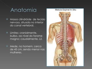 Massa cilindróide  de tecido nervoso, situada no interior do canal vertebral. Limites: cranialmente, bulbo, ao nível do forame magno; caudalmente, L2. Mede, no homem, cerca de 45 cm, sendo menor nas mulheres. 