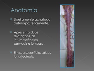 Ligeiramente achatada ântero-posteriormente. Apresenta duas dilatações, as intumescências cervicais e lombar. Em sua superfície, sulcos longitudinais. 