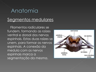 Segmentos medulares Filamentos radiculares se fundem, formando as raízes ventral e dorsal dos nervos espinhais. Estas duas raízes se unem, para formar os nervos espinhais. A conexão da medula com os nervos espinhais marca a segmentação da mesma. 