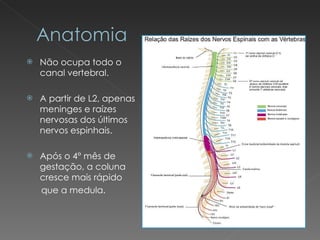 Não ocupa todo o canal vertebral. A partir de L2, apenas meninges e raízes nervosas dos últimos nervos espinhais. Após o 4° mês de gestação, a coluna cresce mais rápido que a medula. 