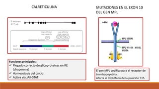 CALRETICULINA
Funciones principales:
 Plegado correcto de glicoproteínas en RE
(chaperona)
 Homeostasis del calcio.
 Activa vía JAK-STAT
MUTACIONES EN EL EXON 10
DEL GEN MPL
El gen MPL codifica para el receptor de
trombopoyetina.
Afecta al triptófano de la posición 515.
 