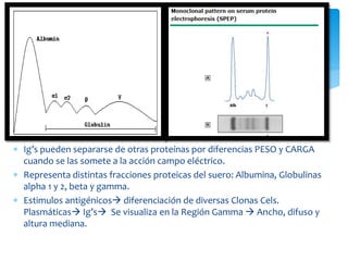 Electroforesis Proteinas 
 Ig’s pueden separarse de otras proteínas por diferencias PESO y CARGA 
cuando se las somete a la acción campo eléctrico. 
 Representa distintas fracciones proteicas del suero: Albumina, Globulinas 
alpha 1 y 2, beta y gamma. 
 Estimulos antigénicos diferenciación de diversas Clonas Cels. 
Plasmáticas Ig’s Se visualiza en la Región Gamma  Ancho, difuso y 
altura mediana. 
 