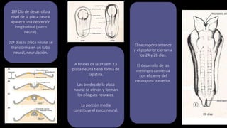 18º Día de desarrollo a
nivel de la placa neural
aparece una depreción
longitudinal (surco
neural).
22º días la placa neural se
transforma en un tubo
neural, neurulación.
A finales de la 3º sem. La
placa neurla tiene forma de
zapatilla.
Los bordes de la placa
naural se elevan y forman
los pliegues neurales.
La porción media
constituye el surco neural.
El neuroporo anterior
y el posterior cierran a
los 24 y 28 días.
El desarrollo de las
meninges comienza
con el cierre del
neuroporo posterior.
 
