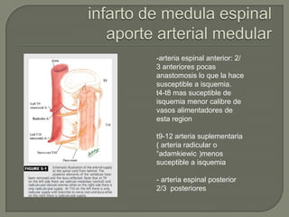 -arteria espinal anterior: 2/
3 anteriores pocas
anastomosis lo que la hace
susceptible a isquemia.
t4-t8 mas suceptible de
isquemia menor calibre de
vasos alimentadores de
esta region

t9-12 arteria suplementaria
( arteria radicular o
“adamkiewic )menos
suceptible a isquemia

- arteria espinal posterior
2/3 posteriores
 