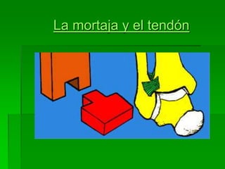 La mortaja y el tendón
 
