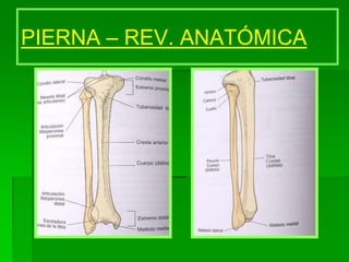 PIERNA – REV. ANATÓMICA
 