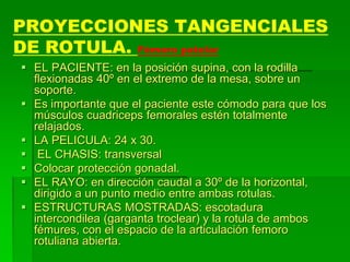PROYECCIONES TANGENCIALES
DE ROTULA. Fémoro patelar
 EL PACIENTE: en la posición supina, con la rodilla
flexionadas 40º en el extremo de la mesa, sobre un
soporte.
 Es importante que el paciente este cómodo para que los
músculos cuadriceps femorales estén totalmente
relajados.
 LA PELICULA: 24 x 30.
 EL CHASIS: transversal
 Colocar protección gonadal.
 EL RAYO: en dirección caudal a 30º de la horizontal,
dirigido a un punto medio entre ambas rotulas.
 ESTRUCTURAS MOSTRADAS: escotadura
intercondilea (garganta troclear) y la rotula de ambos
fémures, con el espacio de la articulación femoro
rotuliana abierta.
 