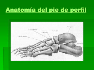 Anatomía del pie de perfil
 