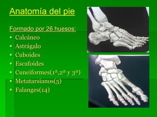 Anatomía del pie
Formado por 26 huesos:
 Calcáneo
 Astrágalo
 Cuboides
 Escafoides
 Cuneiformes(1ª,2ª y 3ª)
 Metatarsianos(5)
 Falanges(14)
 