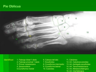 Pie Oblicua
Identificar: 1. Falange distal 1 dedo
2. Falange proximal 1 dedo
3. Primer metatarsiano
4. Sesamoideos
5.Cuneiforme medial
6. Cabeza del talo
7. Escafoides
8. Cuneiforme intermedio
9. Cuneiforme lateral
10. Cuboides
11. Calcáneo
12. Art. Calcáneocuboidea
13. Art. Astrágalo-escafoidea
14. Art. Tarsometatarsiana
15. Art. Metatarsofalángica
16. Art. Interfalángica
1
2
3
5
8
9
7
12
6
11
10
15
4
4
13
14
16
 
