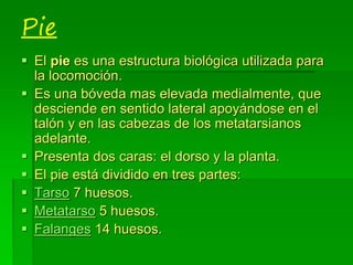 Pie
 El pie es una estructura biológica utilizada para
la locomoción.
 Es una bóveda mas elevada medialmente, que
desciende en sentido lateral apoyándose en el
talón y en las cabezas de los metatarsianos
adelante.
 Presenta dos caras: el dorso y la planta.
 El pie está dividido en tres partes:
 Tarso 7 huesos.
 Metatarso 5 huesos.
 Falanges 14 huesos.
 