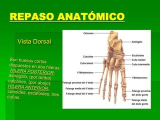 REPASO ANATÓMICO
Vista Dorsal
 