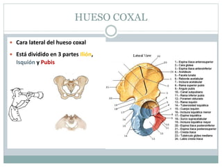 HUESO COXAL
 Cara lateral del hueso coxal
 Está dividido en 3 partes Ilión,
Isquión y Pubis
 