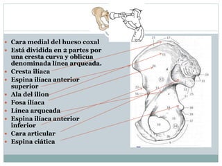  Cara medial del hueso coxal
 Está dividida en 2 partes por
una cresta curva y oblicua
denominada línea arqueada.
 Cresta ilíaca
 Espina ilíaca anterior
superior
 Ala del ilion
 Fosa ilíaca
 Línea arqueada
 Espina ilíaca anterior
inferior
 Cara articular
 Espina ciática
 