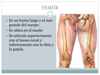 FEMÚR
 Es un hueso largo y el más
grande del cuerpo.
 Se ubica en el muslo
 Se articula superiormente
con el hueso coxal e
inferiormente con la tibia y
la patela.
 