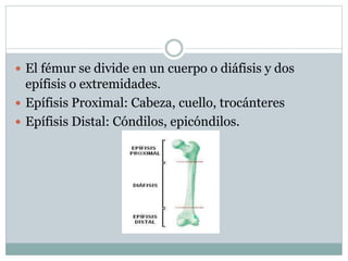  El fémur se divide en un cuerpo o diáfisis y dos
epífisis o extremidades.
 Epífisis Proximal: Cabeza, cuello, trocánteres
 Epífisis Distal: Cóndilos, epicóndilos.
 