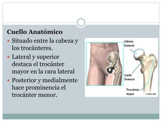 Cuello Anatómico
 Situado entre la cabeza y
los trocánteres.
 Lateral y superior
destaca el trocánter
mayor en la cara lateral
 Posterior y medialmente
hace prominencia el
trocánter menor.
 