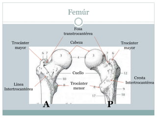 Femúr
A P
Cabeza
Cuello
Trocánter
menor
Trocánter
mayor
Fosa
transtrocantérea
Cresta
IntertrocantéreaLínea
Intertrocantérea
 