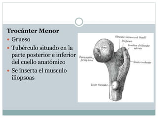 Trocánter Menor
 Grueso
 Tubérculo situado en la
parte posterior e inferior
del cuello anatómico
 Se inserta el musculo
iliopsoas
 